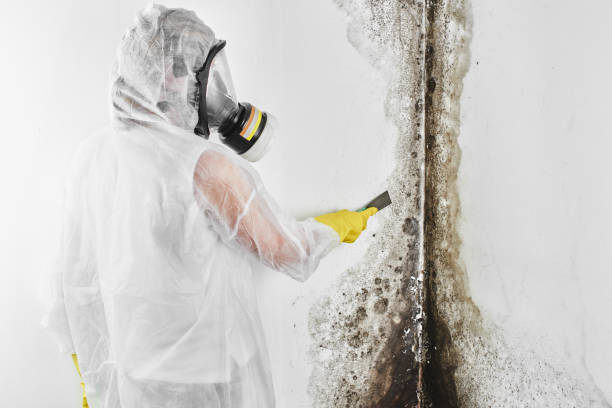 Best Bathroom Mold Remediation in Cisco, TX