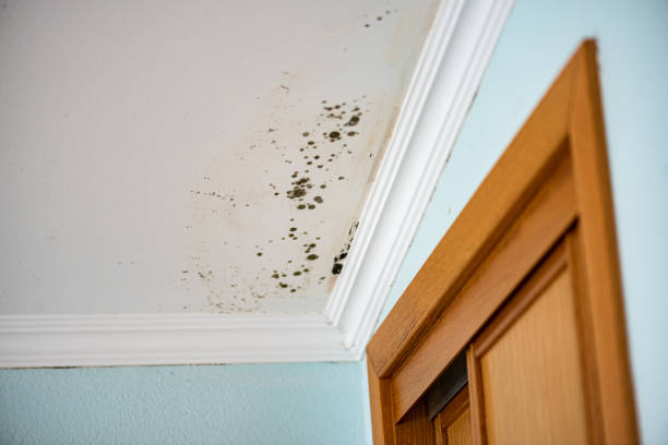 Best Kitchen Mold Remediation in Cisco, TX