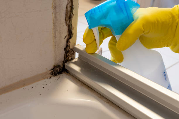 Best Mold Testing and Inspection Services in Cisco, TX