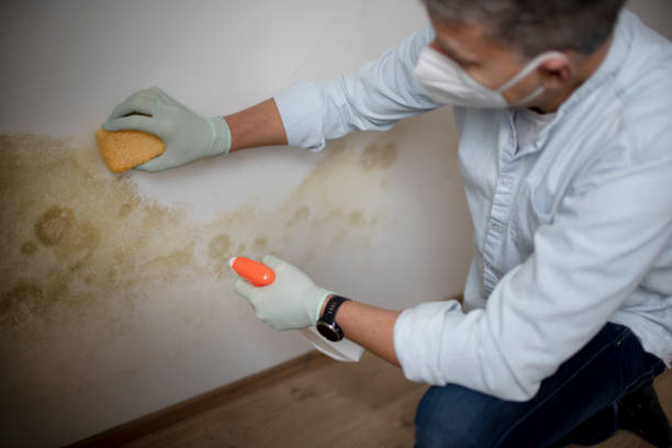  Cisco, TX Mold Removal Pros