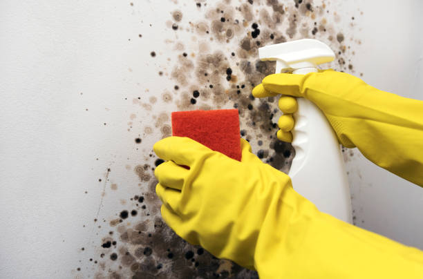 Best Bathroom Mold Remediation in Cisco, TX