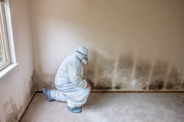 Trusted Cisco, TX Mold Remediation Experts