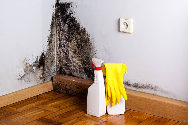 Best Crawl Space Mold Remediation in Cisco, TX