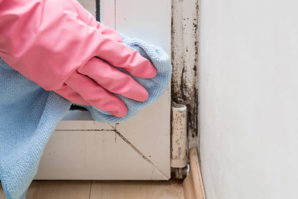 Trusted Cisco, TX Mold Remediation Experts