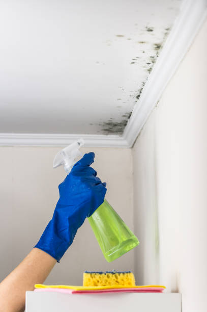 Best HVAC Mold Remediation in Cisco, TX