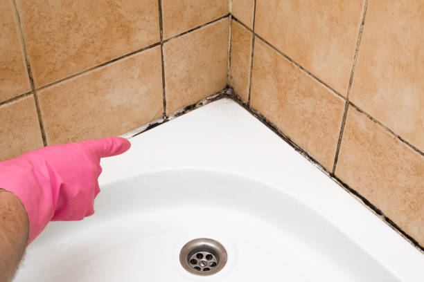 Best Mold Remediation for Specific Building Types in Cisco, TX
